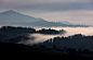 silhouette of trees covered in fog