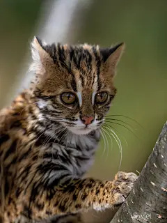 墨脱秘境蚂蚁森林格当保护站的团宠豹猫 - 小红书