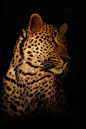 Photograph Leopard in The Dark by Mario Moreno on 500px