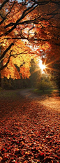 The sun sets on the Westonbirt Arboretum near Tetbury in Gloucestershire, England • photo: Gary King