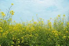 上海奉贤庄行油菜花/花开时节 程阅川