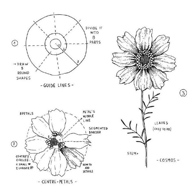 花卉素描教程
趁现在宅在家
一定要多练习...