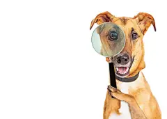 点击来源直接获取大图文件 |Dog Detective With Copy Space