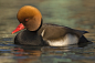 Photograph Red Crested Pochard by Richard Bond on 500px