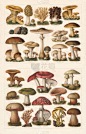 Edible mushrooms, top: 1) Saffron milk cap (Lactarius deliciosus); 2) Morel (Morchella esculenta); 3) Ramaria aurea (or Clavaria flava); 4) Gyromitra esculenta (or Helvella esculenta); 5) Golden chanterelle (Cantharellus cibarius); 6) Périgord truffle (Tu