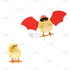 两个小鸡一个看在另一个疯狂的小鸡超级英雄飞红翅膀流行的概念孤立在白色背景有趣的照片