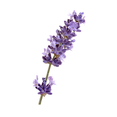 MonPissenlit采集到花