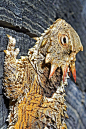 蜥蜴目·美洲鬣蜥科·角蜥属：海岸角蜥