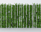 植物, 绿植墙, 植物墙, 藤蔓