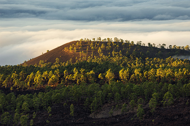 canary islands II : ...
