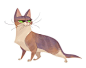 492: American Wirehair: 