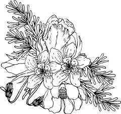 花轮廓  - 源文件下载【酷图网】花轮廓,简笔画,手绘画,插图,儿童绘本,黑白图片,勾线图,植物,花朵,鲜花
