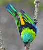 Green Headed Tanager. Photo via birdingbrazil
