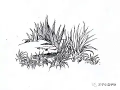 园林景观手绘｜植物线稿50张 : 微信公众号：木子小鱼手绘 这是园林景观手绘第三篇。 整理了植物线稿50张。依次是地被植物，盆栽植物，乔木，灌木，针叶类，棕榈类植物和小景。 1。地被植物，长草的线稿。 2。盆栽植物线稿。 3。乔木的线稿。 4。针叶类，棕榈类植物线稿。 5。其他常用植物的线稿。 6。植物小景的线稿。 前两篇的链接： [园林景观手绘｜植物] [园林景观手绘｜植物第二篇]