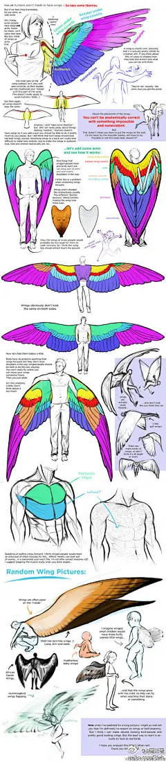 【天使的翅膀手绘参考（大图更清晰）】超级经典！E文资料，描述的非常到位～