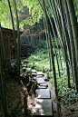 Bamboo gardens at the 600 year old temple in Kamakura.