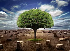 搜索 | 森林 砍伐&amp;Deforestation