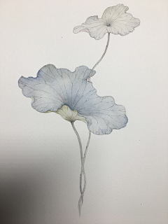 ~小迷糊~采集到插画