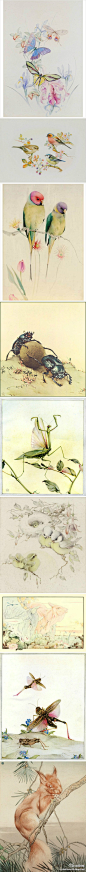 leewiART：Edward Julius Detmold英国自然画家，作品多是动物、昆虫与花朵。