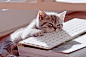 cute cat。、cat、猫、cute、犯傻