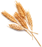 小麦 (4)
