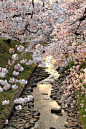 Beautiful sakura on a river.