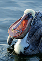 Pelican