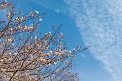 粉红色的樱花和蓝色的天空