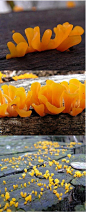 桂花耳 Guepinia spathularia (Schw.) Fr. 别名：桂花菌。子实体微小，匙形或鹿角形，上部常不规则裂成叉状，橙黄色，光滑，干后橙红色，不孕部分色浅。子实体高0.6-1.5cm，柄下部粗0.2-0.3cm，有细绒毛，基部栗褐色至黑褐色，延伸入腐木裂缝中。担子二分叉。孢子两个，光滑，无色 ，椭圆形近肾形，初期无横隔，后期形成1-2横隔，即成为2-3个细胞，8.9-12.8μm×3-4(5.3)μm，担子叉状，28-38μm×2.4-2.6μm。 我国多处地区均有分部，可食用。此种子