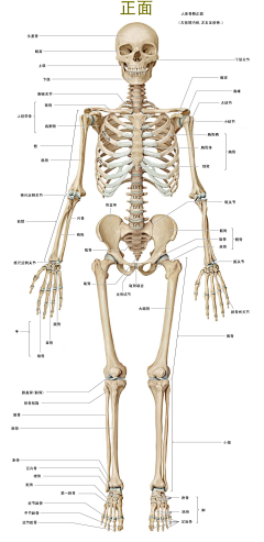 飒飒-yu采集到人体结构及骨骼