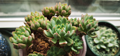 鸡蟹师采集到succulent plants