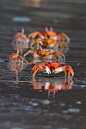 Crabs | Cutest Paw