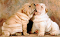 shar pei puppies Wallpaper