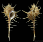 two seahorses standing next to each other on a black background with their shells open