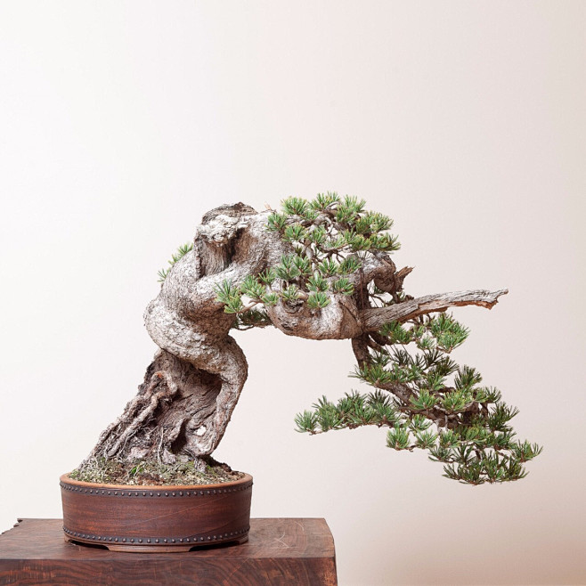 盆景（摄影作品） : 摄影作品