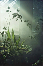 植物房。