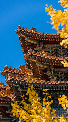 青骨伞采集到景