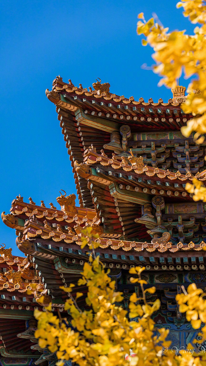 紫禁城中的银杏