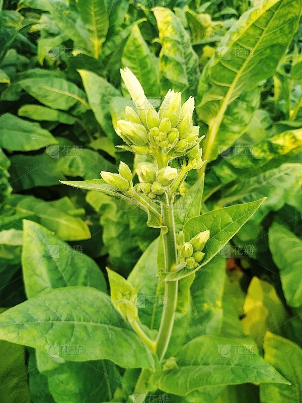 烟叶植物生长在农业亚洲和幼绿烟叶种植园在烟草领域。素材-花瓣网
