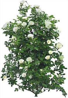 ps植物素材