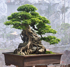 画画的鸡采集到植物