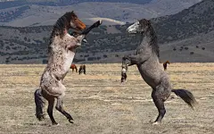 马年之健壮骏马奔腾高清壁纸第二辑
