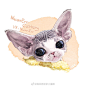 德文卷毛猫系列~ by@绵羊有好多小猫咪

#喵星人##插画# ​​​​