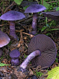 ˚Cortinarius violaceus