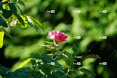 玫瑰 花 玫瑰花 玫瑰绽放 花瓣 花壁纸 玫瑰花瓣 盛开 开花