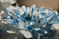 照片500px的白色和蓝色的花胡森ALISAID的