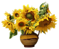 Sunflower (6)