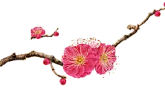 中国风梅花腊梅桃花樱花插画PNG素材