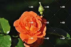 玫瑰 花 玫瑰绽放 花壁纸 花瓣 玫瑰花 玫瑰花瓣 盛开