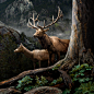 Refuge : "Refuge", a large-scale panoramic image created using imagery of mountains, forests, and animals that I photographed at Rocky Mountain National Park in Colorado. All of my artwork is primarily influenced by nature and environmentalism.